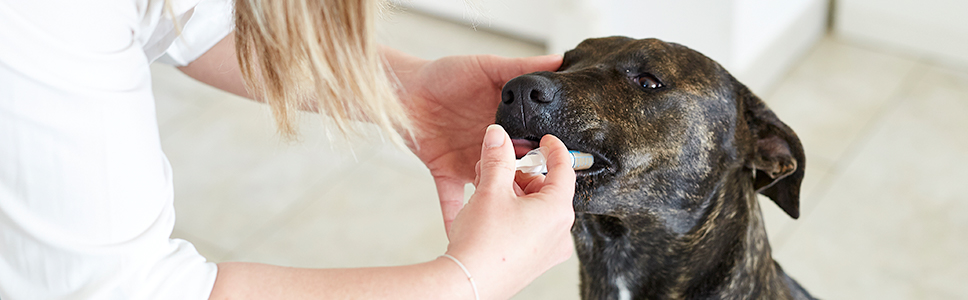 Njurtillskott för hund och katt